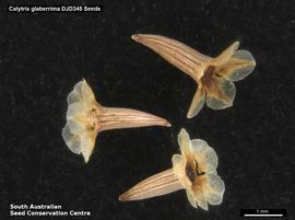   Fruits:   Calytrix glaberrima ; Photo by South Australian Seed Conservation Centre, used with permission
